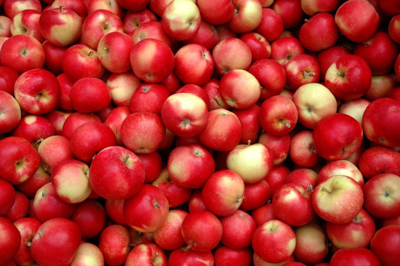 The Rotten Apple Backpackers 哈士汀 外观 照片